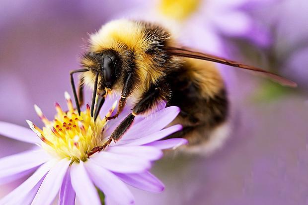 Bites saskarās ar... Autors: kaķūns Š O K S !  Dzīvnieki dara cilvēku lietas