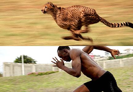 Visiem zināmais Usain Bolt ir... Autors: bananchik Fakti par sprintu [1. raksts]