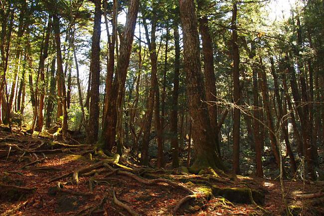 Mežam ir vēsturiska saistība... Autors: MasveidaSlepkava Aokigahara jeb Pašnāvnieku mežs.