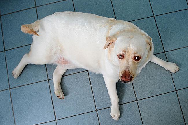 Labradors Dugis sver 61kg bet... Autors: noodle mājdzīvnieku sporta centrs