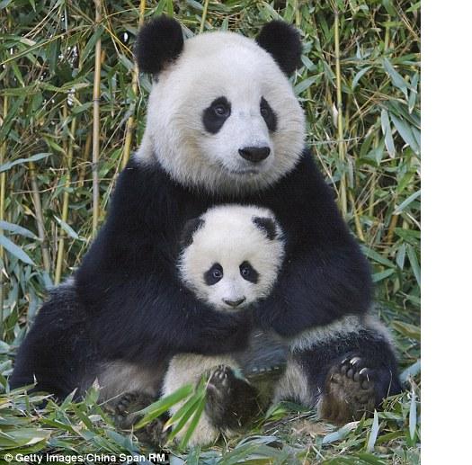 Pārsvarā pandas balstās tikai... Autors: Owl Star Fakti par pandām.