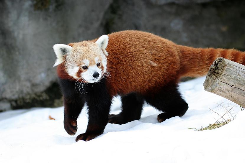 Sarkanās pandas kažoks... Autors: Owl Star Fakti par pandām.