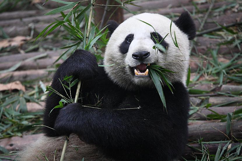 Pandas ir vieni no lielajiem... Autors: Owl Star Fakti par pandām.