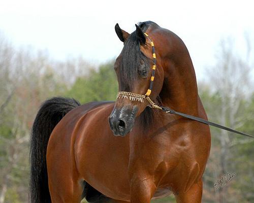 Arābu šķirnes zirgiem ir par... Autors: Tvītotāja Fakti par zirgiem
