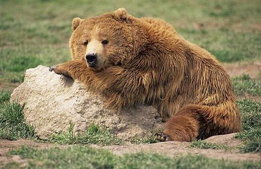 4nbspnbspnbsp Pieaudzis lācis... Autors: RAKSTIŅ MEISTARS Fakti par dzīvniekiem