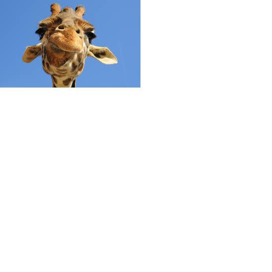 Žirafe var iztīrīt pati savas... Autors: 12 Faktu MEGApaka (50 fakti)