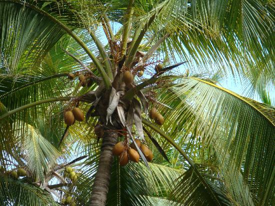 Temperatūra Nauru vidēji... Autors: Sulīgais Mandarīns Nauru - valsts bez galvaspilsētas