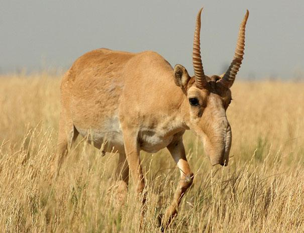 The Saiga Antilope Saigas... Autors: sancisj Dīvaini dzīvnieki par kuru eksistenci tu pat nenojaut!