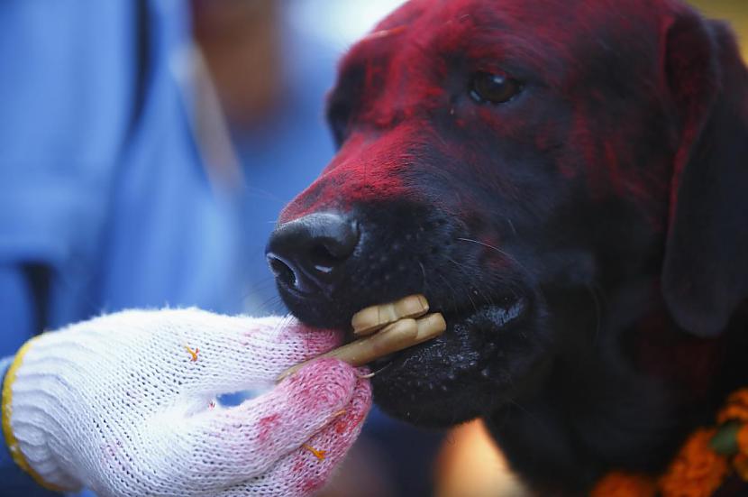  Autors: Trakais Jēgers Tihar festivāls - pateicība suņiem par uzticību
