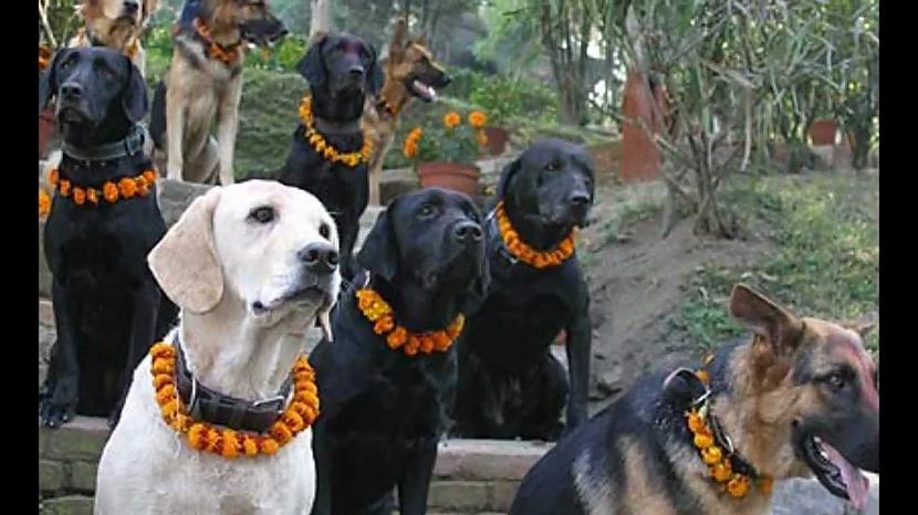 Otrā diena  Kukur TiharOtrā... Autors: Trakais Jēgers Tihar festivāls - pateicība suņiem par uzticību