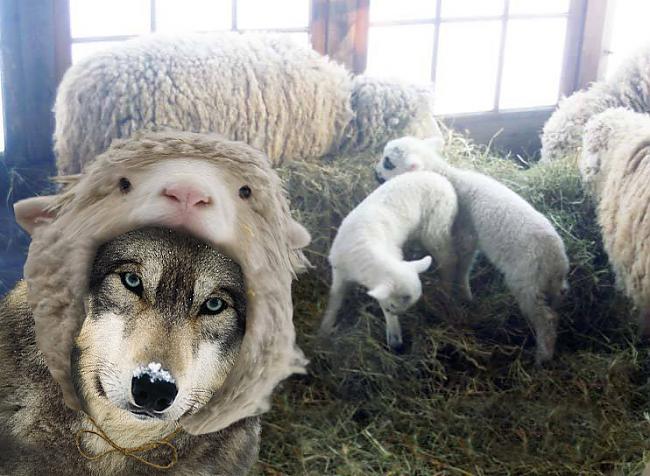 Patiesībā tas ir vilks Autors: sancisj Ja esi aita, neliec selfiju internetā! Pag, ko?