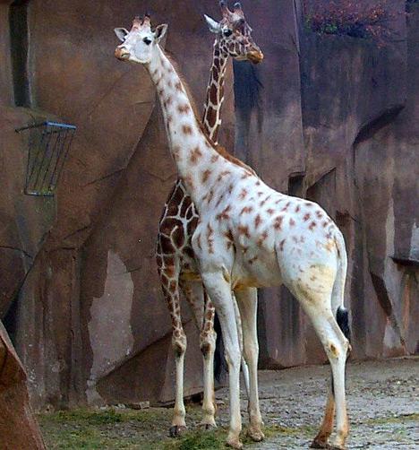 Žirafe Autors: SākuDzīvi NoJauna Unikālie albīni - dzīvnieki, kurus daba aizmirsa izkrāsot.