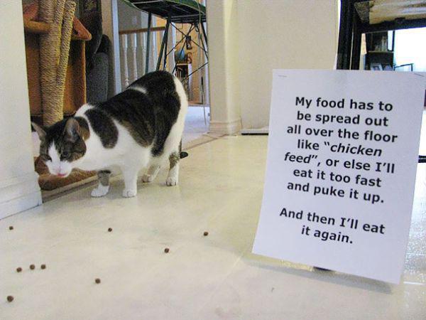Manam ēdienam jābūt izkaisītam... Autors: Mao Meow Kaķu zīmītes saviem saimniekiem!
