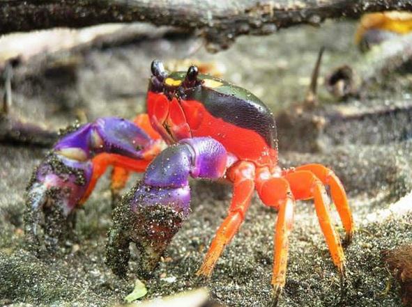 Halovīna krabis Halloween crab Autors: Fosilija Ticiet vai nē bet tas nav photoshops!