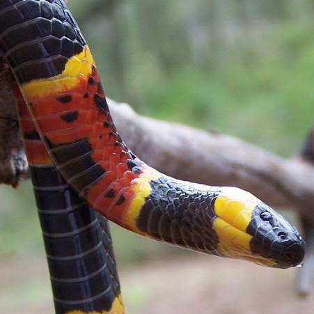1 Dažas čūskas var izdzīvot... Autors: Fosilija 15 Fakti par čūskām