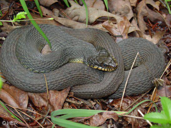 13 Čūskām ir iekscaronējas... Autors: Fosilija 15 Fakti par čūskām