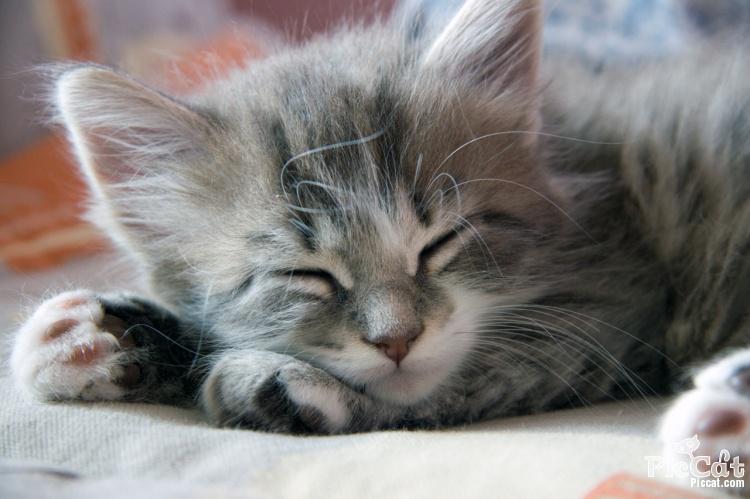 10 Kaķi dienā guļ vidēji 16... Autors: spocens153 Faktiņi par kaķiem :)