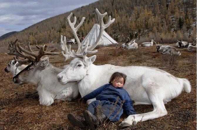 Ziemeļbrieži vispār ir diezgan... Autors: riekstkodis.lv Mirstošā Mongolijas Cilts, Pēdējie Satriecošie Foto