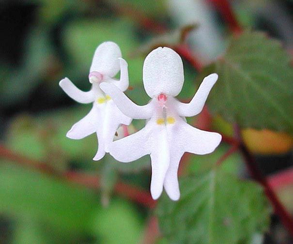 Impatiens Bequaertii Autors: Prāta Darbnīca Ziedu ilūzijas - augi, kas izliekas