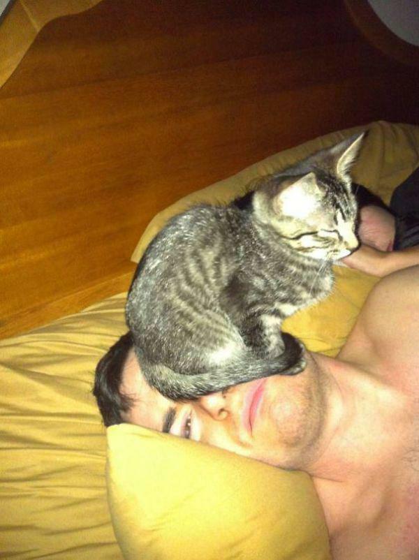 Labākā vieta kur gulēt vairāk... Autors: twist Kaķu loģika.
