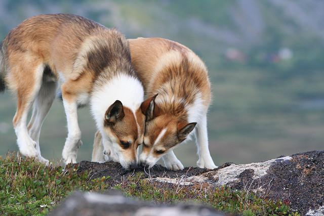 Norvēģu Alkusuns jeb Lungedog... Autors: ĶengursRū Retas suņu šķirnes un to izcelsmes.
