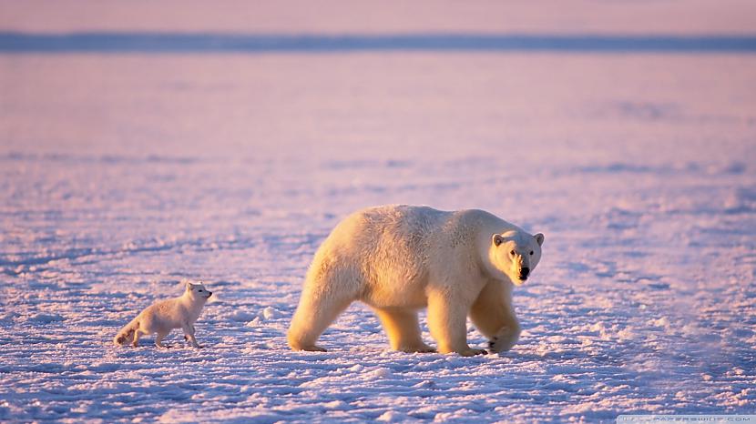  Autors: Epicentrs Arctic