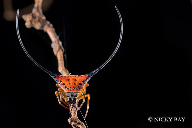 5 Long Horned Orb... Autors: Zirnrēklis Neparastākie zirnekļi #4