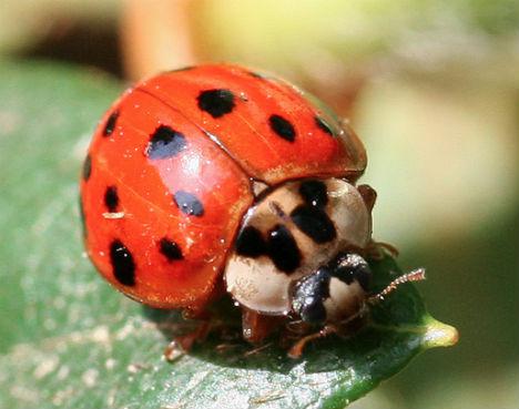 2 Ladybird mimic bizbizmārītes... Autors: Zirnrēklis Neparastākie zirnekļi #4