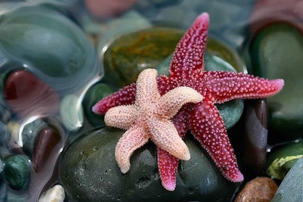 4 Jūras zvaigznēm nav asinis... Autors: Fosilija 10 Interesanti Fakti, Kuri Tevi Izbrīnīs