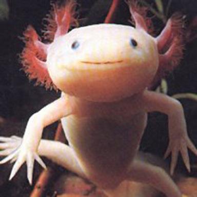8 Aksolotols Axolotl spēj... Autors: Fosilija 10 Interesanti Fakti, Kuri Tevi Izbrīnīs