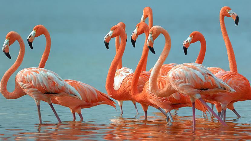 80 gadi ir flamingo mūža... Autors: evan55 Nedaudz ciparu tavām smadzenēm :)