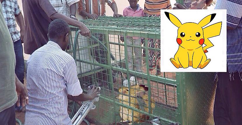  Autors: Bitchere Real Pikachu?!