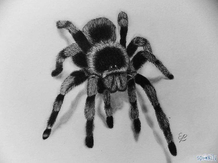  Autors: Edgarsnr1 Kā uzzīmēt 3D zirnekli!