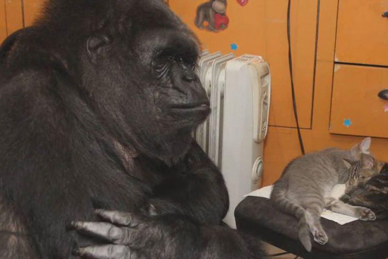 Un tagad noskaties mazu video... Autors: zeminem Koko- 44gadīga gorilla kļūst par audžumammu kaķēniem.
