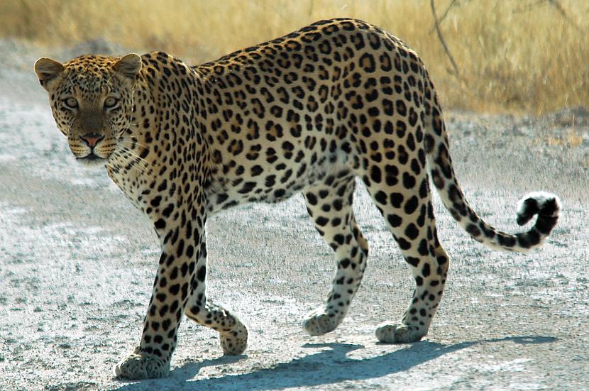 Leopards noskries 2kmĒrglis... Autors: wecazivs Kas notiek pa vienu minūti ?
