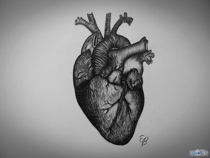  Autors: Edgarsnr1 Kā uzzīmēt īstu sirdi!