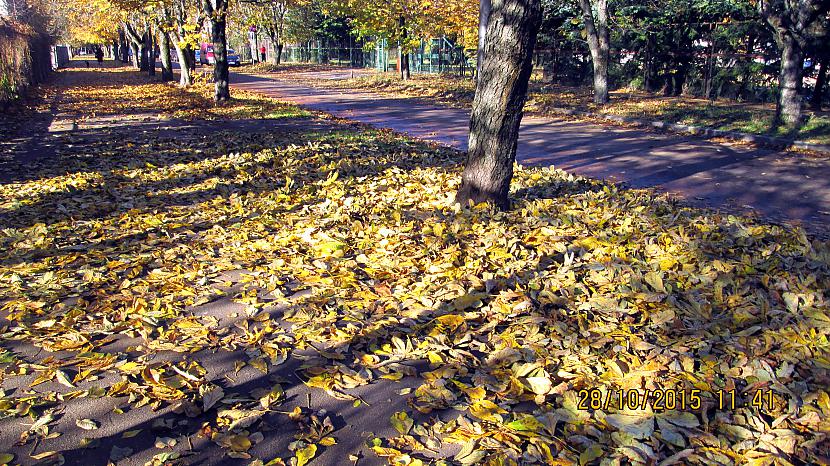 Visā ielas garumā lapas lapas... Autors: rasiks Raunas iela Rīgā.