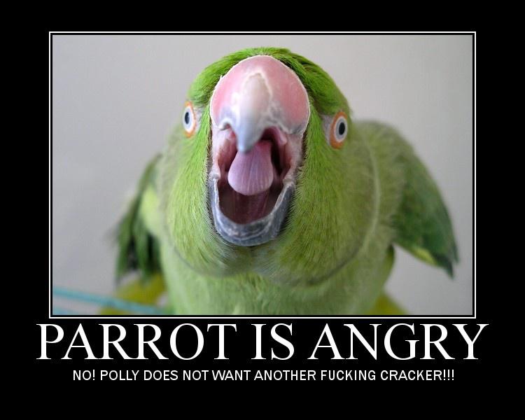 Secinājumi nbspJa jūs esat... Autors: LordsX Nopērciet no manis papagaili, ļoti lūdzu, nopērciet!