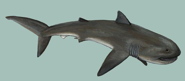 Platžaunu haizivs scaronī ir... Autors: Agresīvais hakeris Negribētos vienu tādu satikt!
