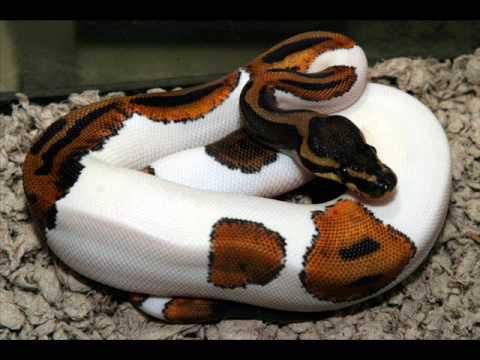  Autors: Tvītotāja 10 neparasti skaistas čūskas