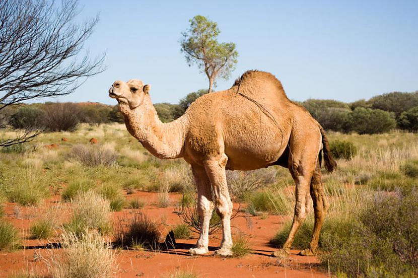 Saūda Arābija importē kamieļus... Autors: iStylelv Pārsteidzoši fakti, kas izklausās pēc meliem, bet ir patiesība