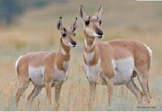 5vieta  Proghorna antilope vai... Autors: AreYouFuckingKiddingMe Top 5 ātrākie dzīvnieki uz zemeslodes
