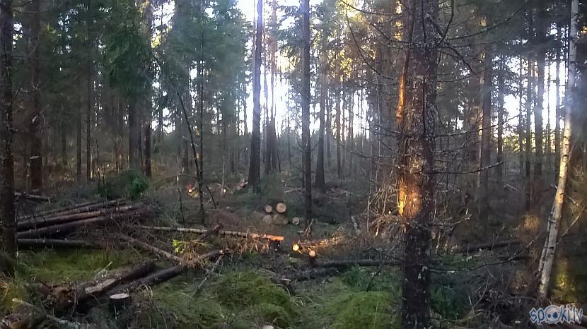 Scaronajā cirsmā izzāģējām... Autors: kapuracējs Meža veči Zviedrijā,jeb,mans skatījums uz Zviedriju.