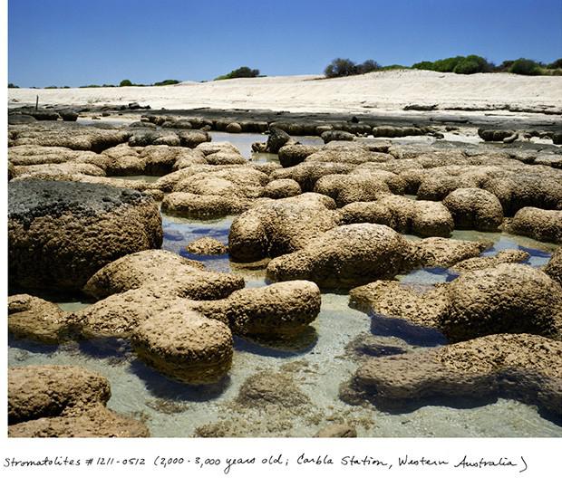 Stromatolīti 20003000 gadi... Autors: Fosilija Neparasti augi pasaulē