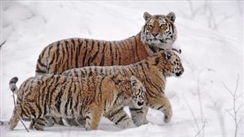 Sibīrijas tīģerisSibīrijas... Autors: vikucis026 Pasaules apdraudētie dzīvnieki.