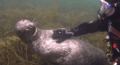 Pelēkais Atlantijas ronis... Autors: F31KS Aizkustinoša satikšanās zem ūdens