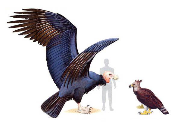 Scaronī putna medību... Autors: Agresīvais hakeris Lielākie jebkad eksistējušie dzīvnieki!