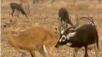  Autors: spriditis46 Gif 2