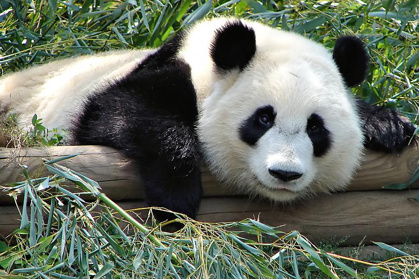 Lielā panda ir viens no... Autors: korvete Par pekainīšiem