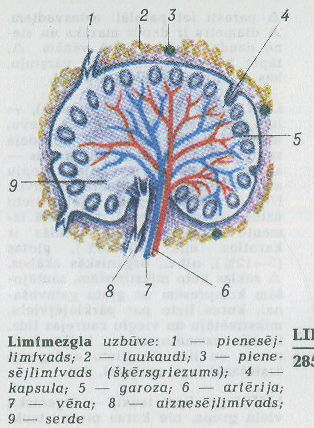  Autors: Fosilija Izveidots mākslīgais orgāns, kas spēj ražot antivielas ārpus ķermeņa !!!